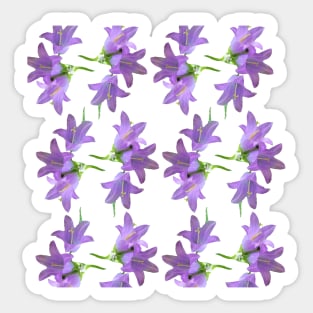 Nettle Leaved Bellflower Sticker